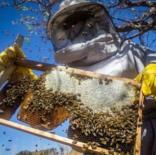 Agricultores do sul do México resgatam abelhas em meio à seca