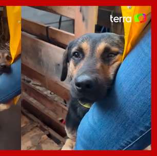 Cachorro abraça perna de veterinária após resgate no RS