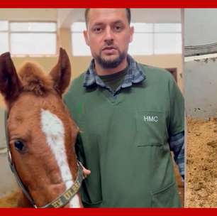 Vídeo mostra recuperação do cavalo caramelo, resgatado de telhado no RS