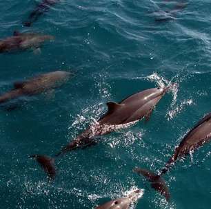 Universidades criam roteiros de ecoturismo em Santa Catarina