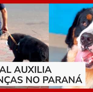 Cachorro é adotado por tribunal e se torna o primeiro a atuar no judiciário do Brasil