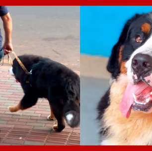 Cachorro é adotado por tribunal e se torna o primeiro a atuar no judiciário do Brasil