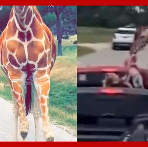 Criança é erguida por girafa durante safári nos Estados Unidos