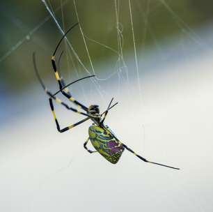Assustadoras, mas tímidas, aranhas Joro se espalham por jardins e estacionamentos dos EUA