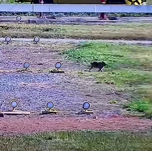 Cachorro invade pista de aeroporto e mobiliza resgate por quase uma hora em Guarulhos, SP