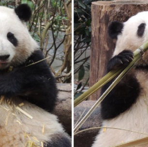 China bane 12 turistas após mau comportamento em centro de criação de pandas