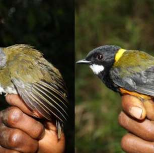 Cãibras e até a morte: conheça as aves venenosas descobertas na Nova Guiné