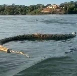 Cobra gigante morta é vista durante passeio de barco: 'Para quem gosta de banhar no lago; veja