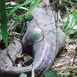 Mulher desaparece e é encontrada dentro de cobra píton de nove metros