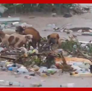 Cachorros são arrastados por correnteza durante passagem de furacão na Jamaica