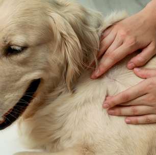 Confira as principais doenças de pele em cães