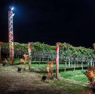 Vinícola em São Roque realiza colheita de uvas ao luar