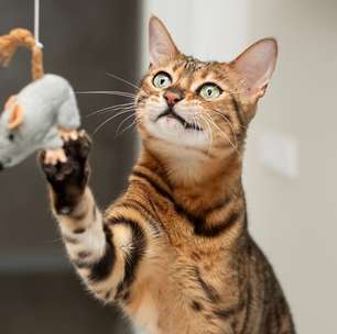 7 brinquedos perigosos para a saúde dos gatos