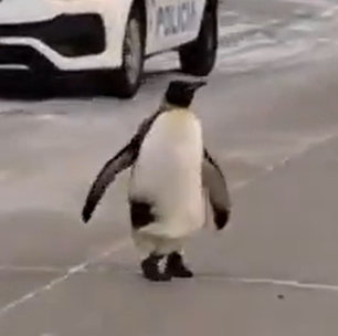 Em meio a frio extremo, pinguim caminha em cidade argentina; veja o vídeo