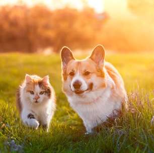 5 doenças comuns em cachorros e gatos