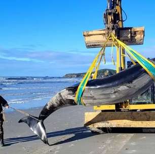 Baleia mais rara do mundo é encontrada sem vida na Nova Zelândia