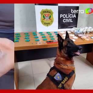 Cachorro da PM encontra drogas escondidas em lâmpada em bar no interior de SP