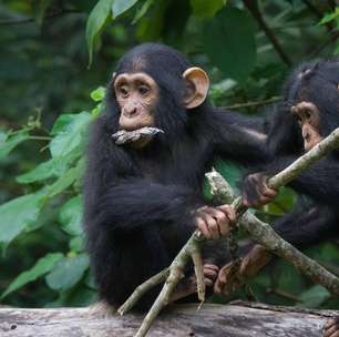A incrível semelhança entre 'bate-papo' de chimpanzés e humanos