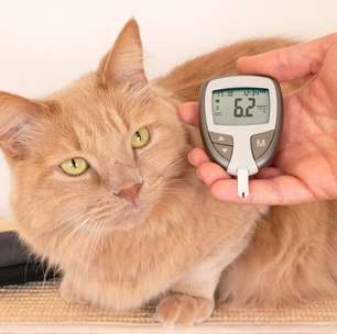 3 cuidados importantes com animais de estimação diabéticos