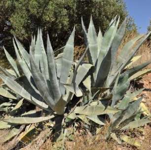 Agave: planta usada na fabricação de tequila pode ser matéria-prima do etanol