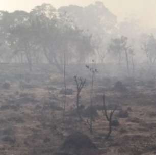 Fumaça de queimadas pode ajudar na revegetação do Cerrado, aponta estudo