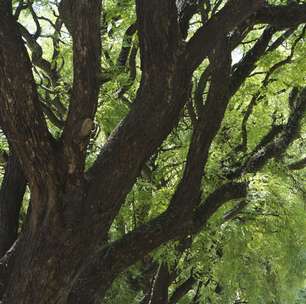 Tipuana: conheça árvore que pode ajudar a enfrentar as mudanças climáticas