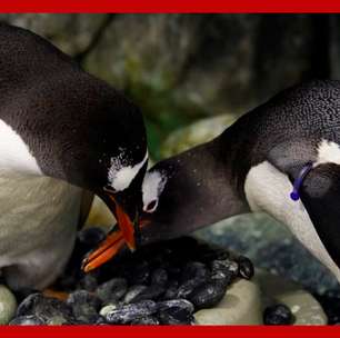 Pinguim famoso por 'casamento gay' morre na Austrália