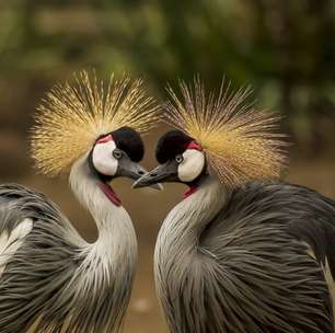 Aves exóticas espalhadas ao redor do planeta