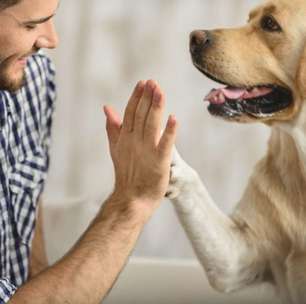 Pra entender melhor seu pet! Curiosidades sobre os cachorros