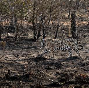 ONG de ex-piloto de F1 atua na preservação de onças e combate a incêndios no Pantanal