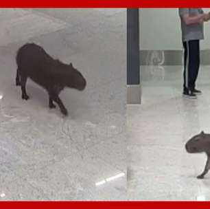 Capivara 'invade' e 'passeia' por aeroporto em Santa Catarina