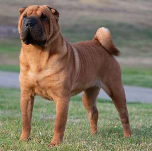 4 características do cachorro da raça shar pei