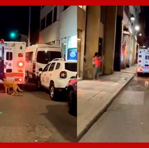 Cão emociona ao correr atrás de ambulância que transportava seu tutor na Colômbia