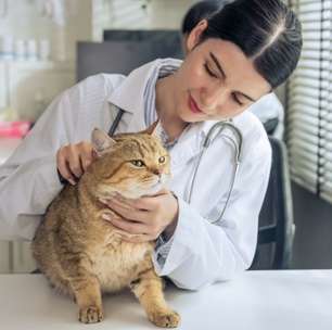 Veja os sintomas da gripe em animais de estimação