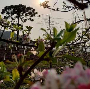 Chuva pode atrapalhar florada da maça na serra de SC