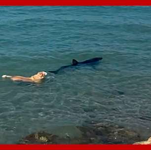 Cachorro pula no mar e morde cauda de tubarão na Espanha