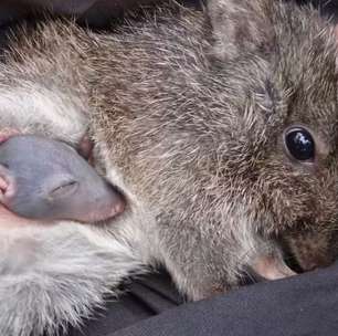 Potoroo de Gilbert: conheça o marsupial mais raro do mundo