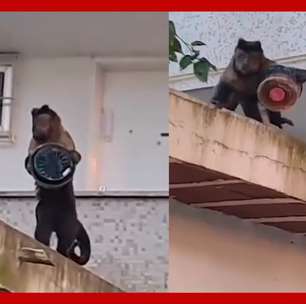 Macaco-prego é flagrado 'furtando' bolo de apartamento no RJ