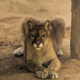 7 santuários que resgatam, abrigam e cuidam de animais maltratados