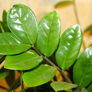 Zamioculca é uma planta tóxica? Entenda cuidados com pets