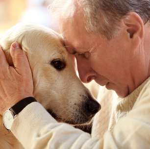 Veja os cuidados com pets com Síndrome da Disfunção Cognitiva