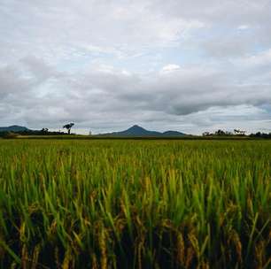 Chuva significativa no RS pode paralisar atividades no campo