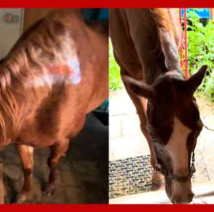 Americana coloca cavalo de 31 anos para dentro de casa durante Furacão Milton