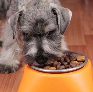 Veja o tipo de alimentação adequada para cachorro obeso