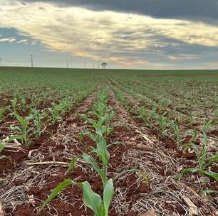 Plantio do milho 1ª safra avança no Paraná