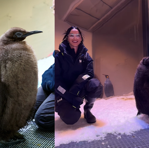 Tietado por estrelas e brinquedo: o que torna o bebê pinguim gigante fenômeno mundial?