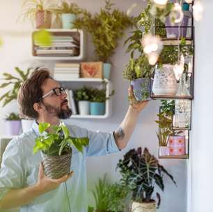 7 plantas para decorar a casa e atrair boas energias