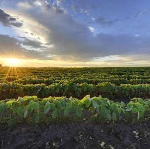 Clima e preço favorecem cultivo da soja no Brasil