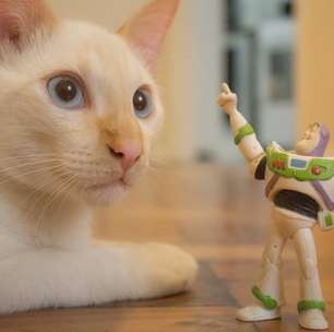 10 nomes para gatos inspiradosapostar copa libertadorespersonagens da Pixar