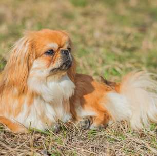 4 características do cachorro da raça pequinês